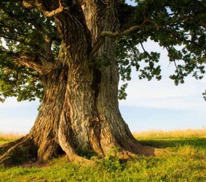 Ancient-trees.jpg