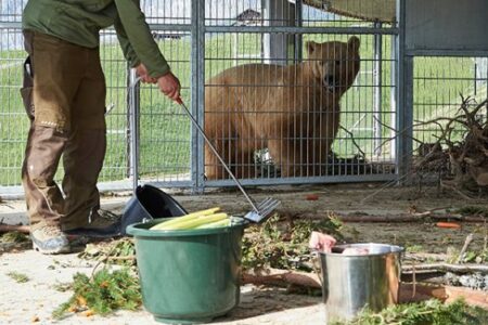 2022/02/food-napa-bear.jpg