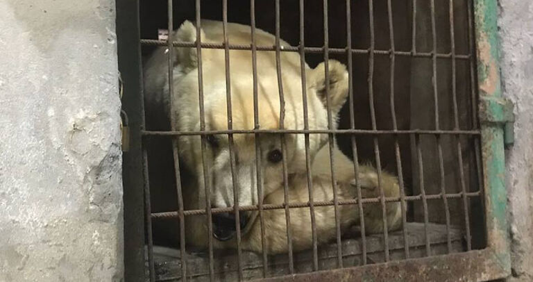 Circus Bear Spends Entire Life In A Cage Before Selfless Heroes Decide They Must Help