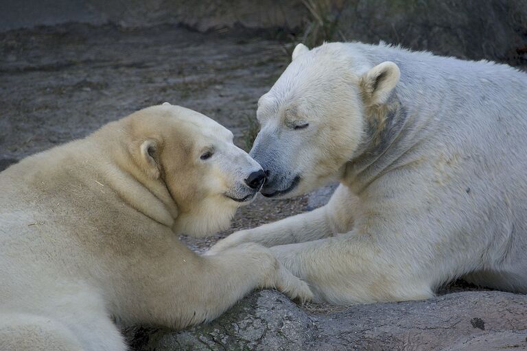 Learn About Animal Welfare