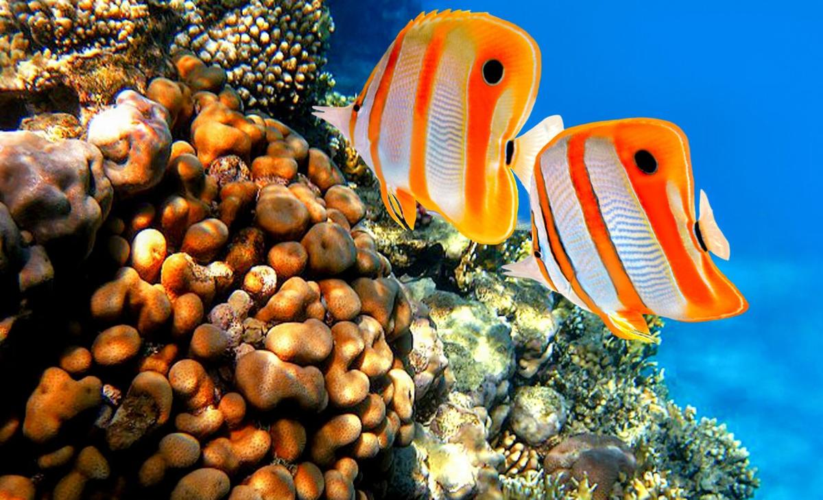 Coral reef refuges could soon be completely lost