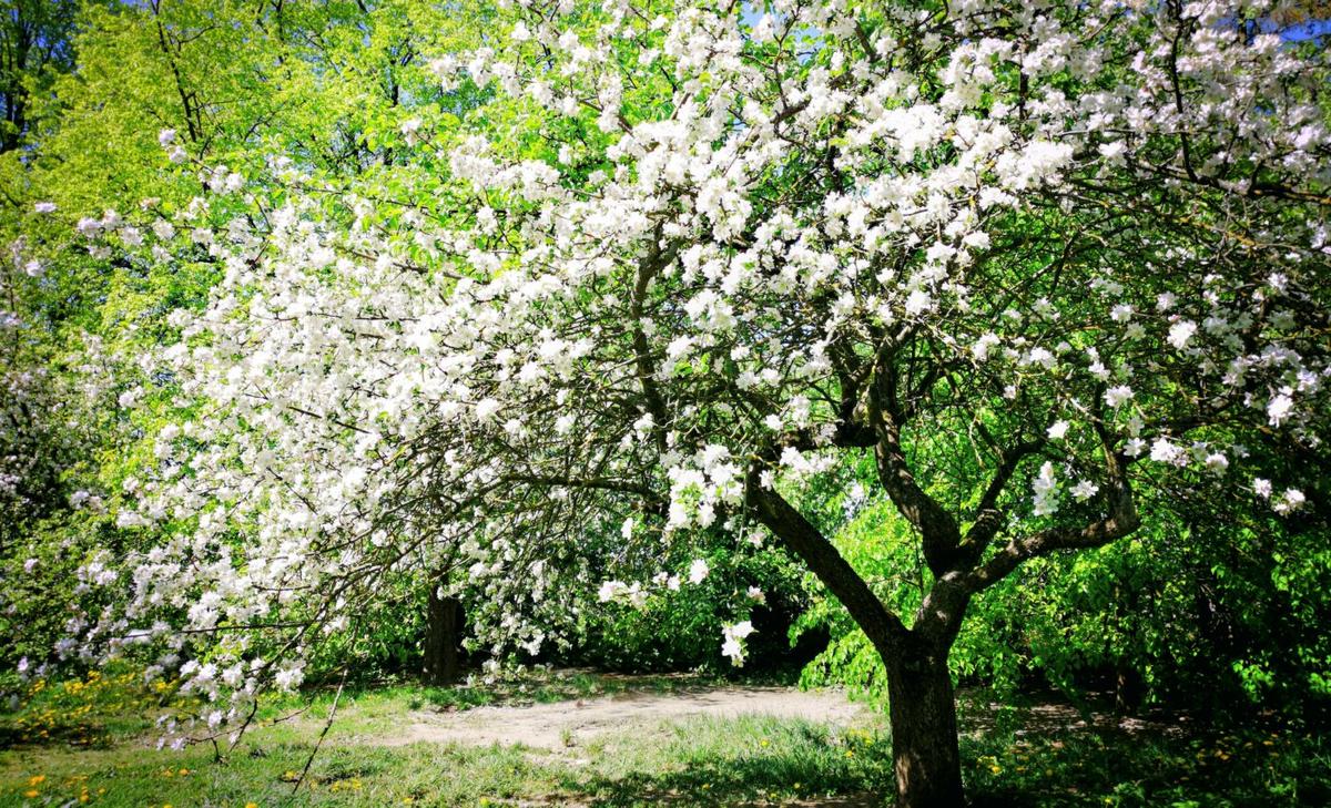 British plants are now flowering a month earlier