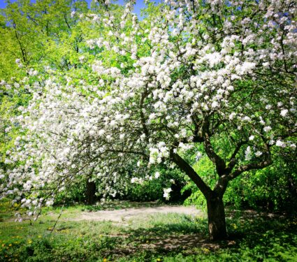 Flowering.jpg