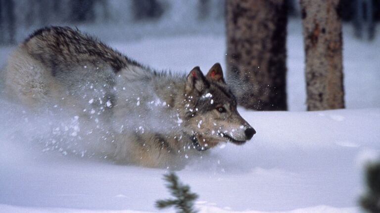 Wolfpacks back