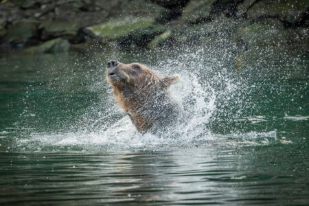 Kodiak,Bears,At,Play,,Feeding,,Moving,Down,The,River,In