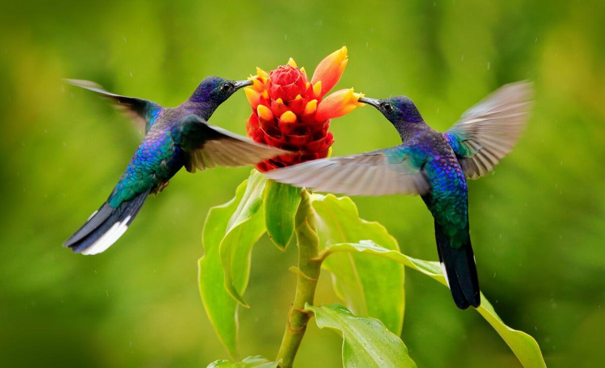 Hummingbirds are experts at regulating body temperature