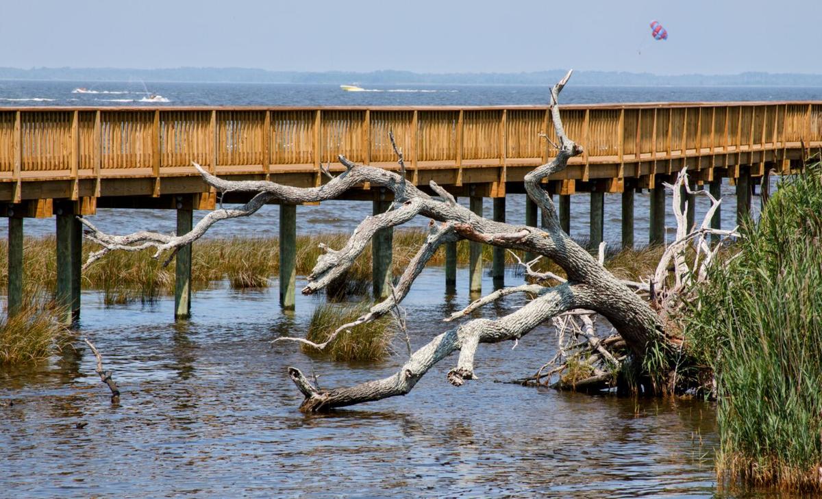 Why are dead trees emitting methane?