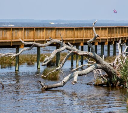Dead-trees.jpg
