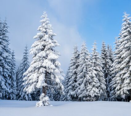 Winter.jpg