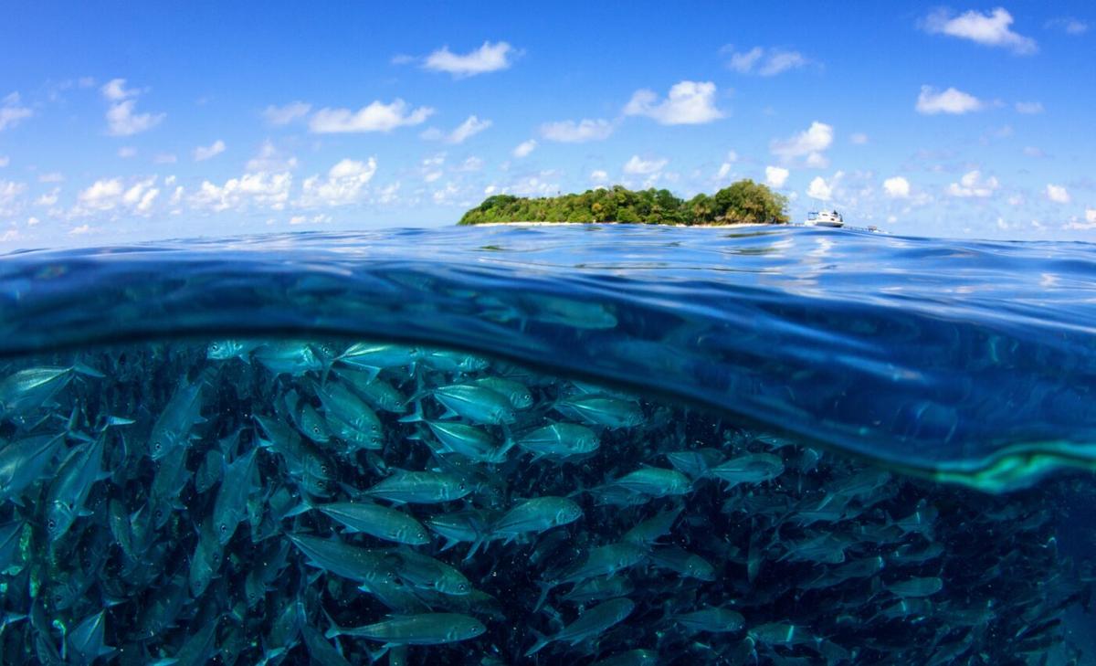 The ocean is being suffocated by a lack of oxygen