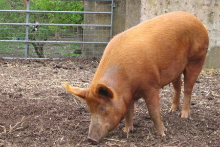 2022/02/Mudchute_farm_pig_side-768w.jpg