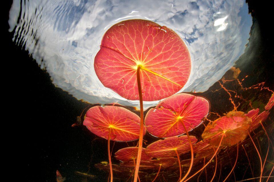 Plants that “breathe” underwater could improve crop resilience