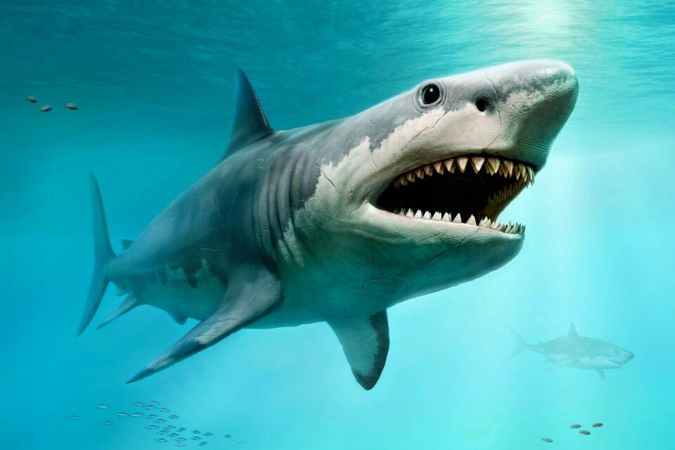 Megalodon's true appearance remains a mystery