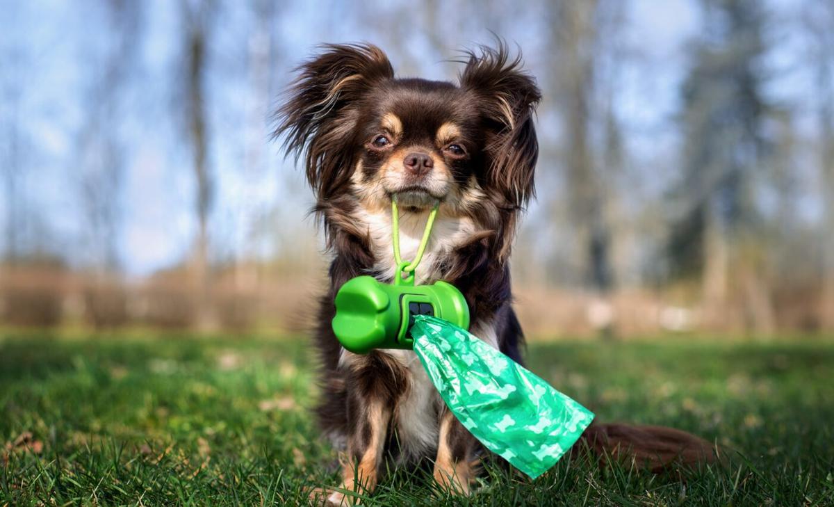 Dog feces can harm the environment and disrupt ecosystems