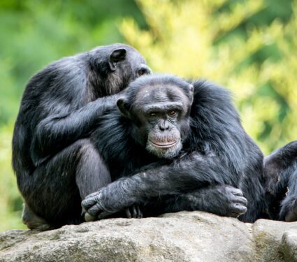 Chimpanzee-grooming.jpg