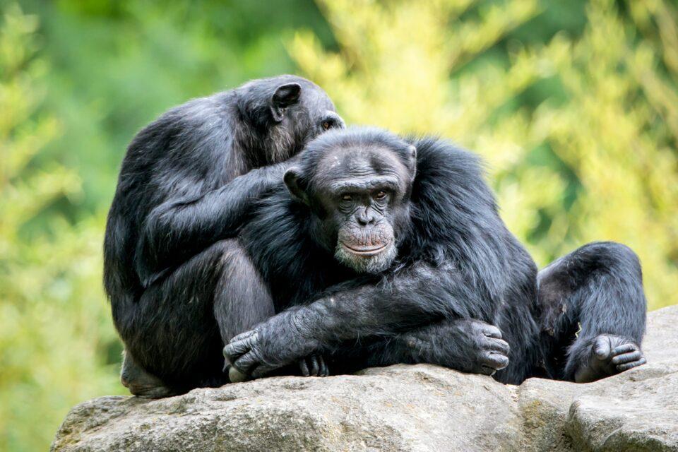 Chimpanzees use insects to tend to each other’s wounds