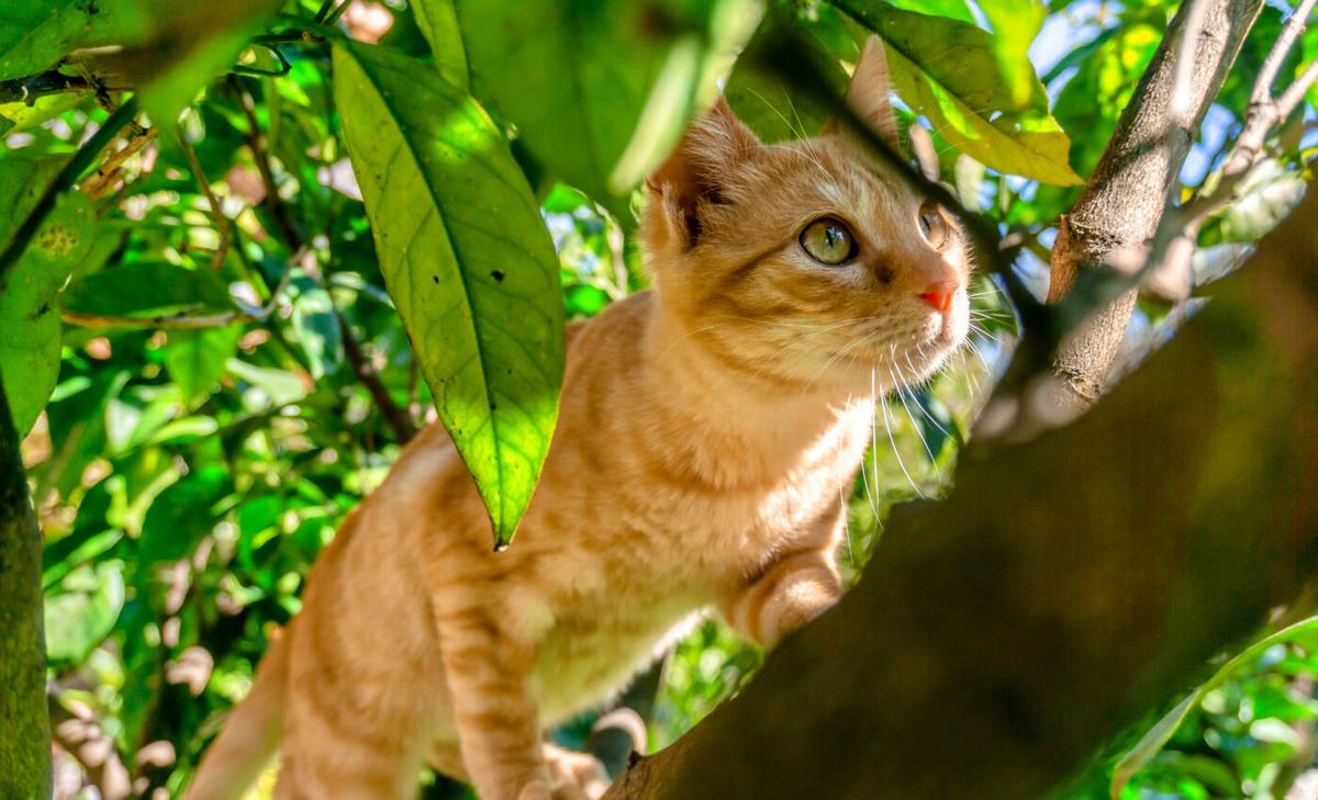 Fear of predators can damage prey as much as predation itself