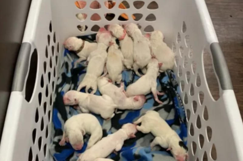 How Many Puppies?