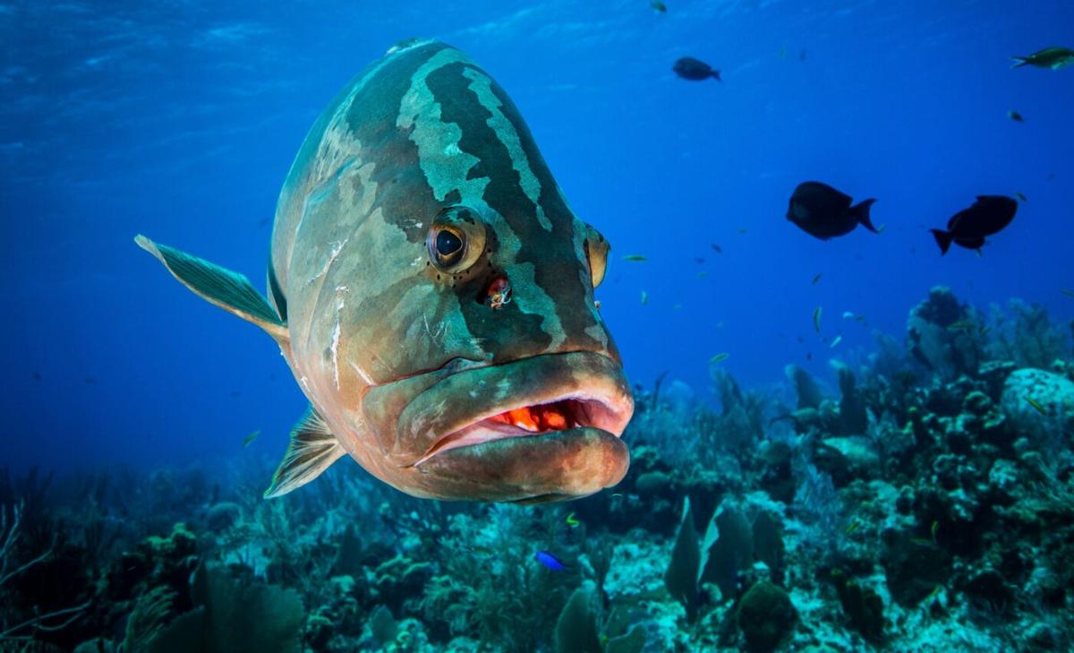 Overfishing is a major threat to coral reef fish