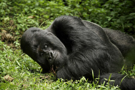 COG: Endangered Gorillas