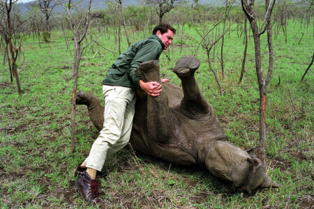 South African Reserve Captures Auctioned Rhinos