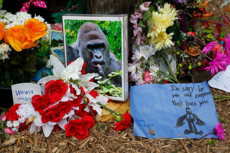 Controversy Rages After Shooting Death Of Endangered Gorilla At Cincinnati Zoo