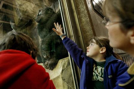 Gorillas Seen Up Close At Omaha Exhibit