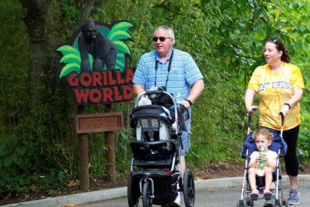 Controversy Rages After Shooting Death Of Endangered Gorilla At Cincinnati Zoo