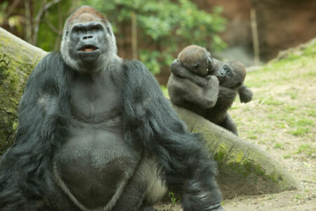 Animals a the Bronx Zoo