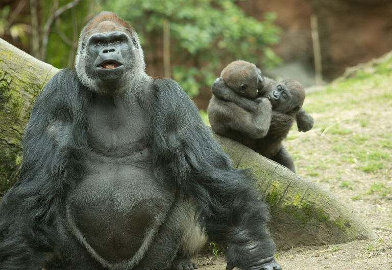 Chorus of Appreciation