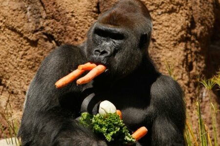 L.A. Zoo's Gorillas Served Vegetarian Feast