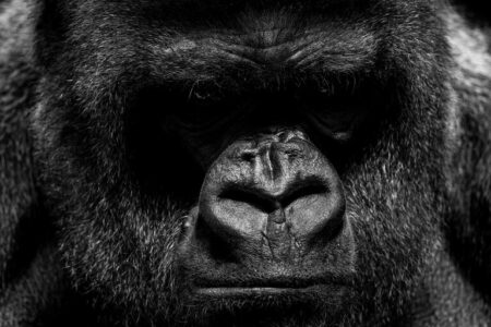 Portraits Of Zoo Animals During Coronavirus Lockdown