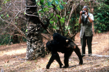 Scientist Jane Goodall