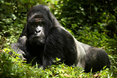 COG: Endangered Gorillas