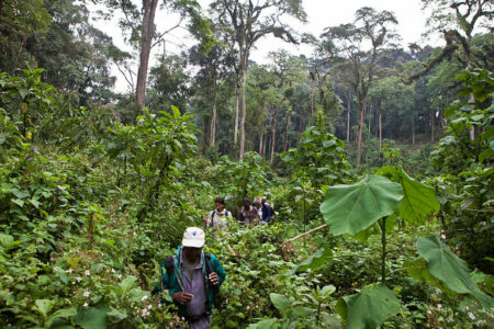Uganda - Conservation - Tourists trekking to view Mountain Gorillas