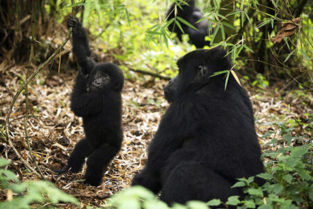 COG: Endangered Gorillas
