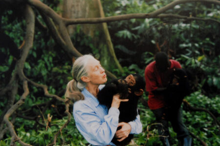 Jane Goodall, English primatologist, ethologist, and anthropologist, with a chimpanzee in her arms, c. 1995