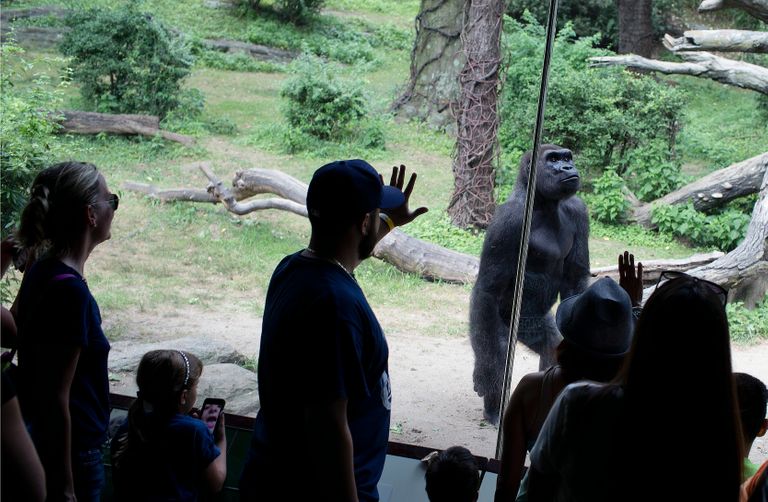 Take a Look at Those Apes!