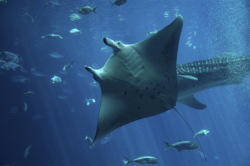 A Happy Manta Ray