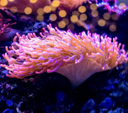 Sea-anemone.jpg