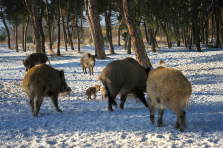 Wild boar in grass, nature