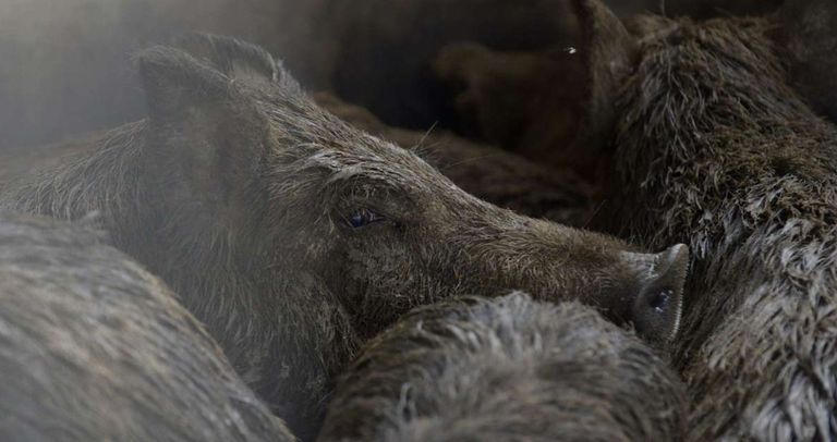 Wild Hogs That Once Grabbed Headlines Are Now Posing A Very Real Threat