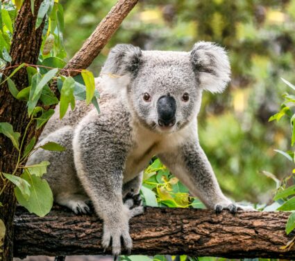 Koala.jpg