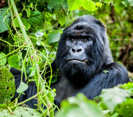 Gorillas.jpg