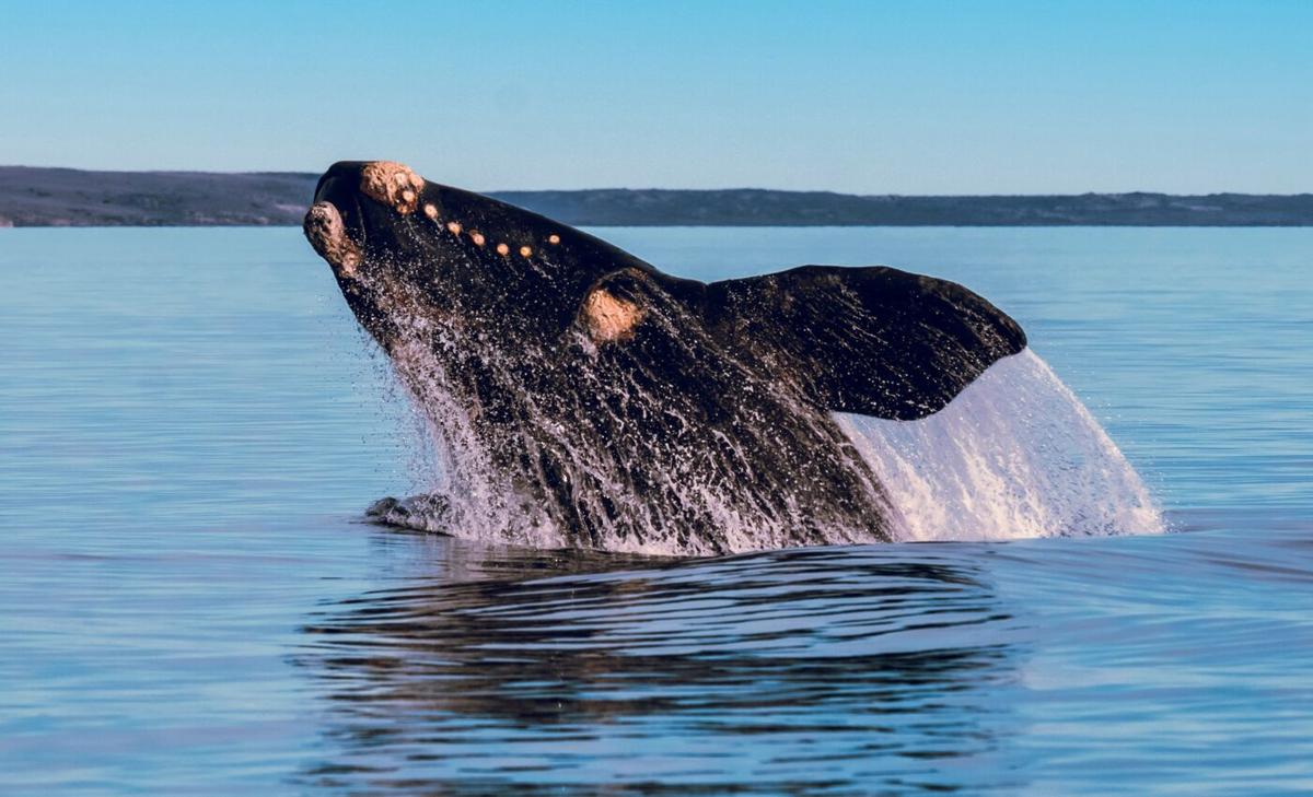 Seafood Watch may “red list” fisheries to protect right whales