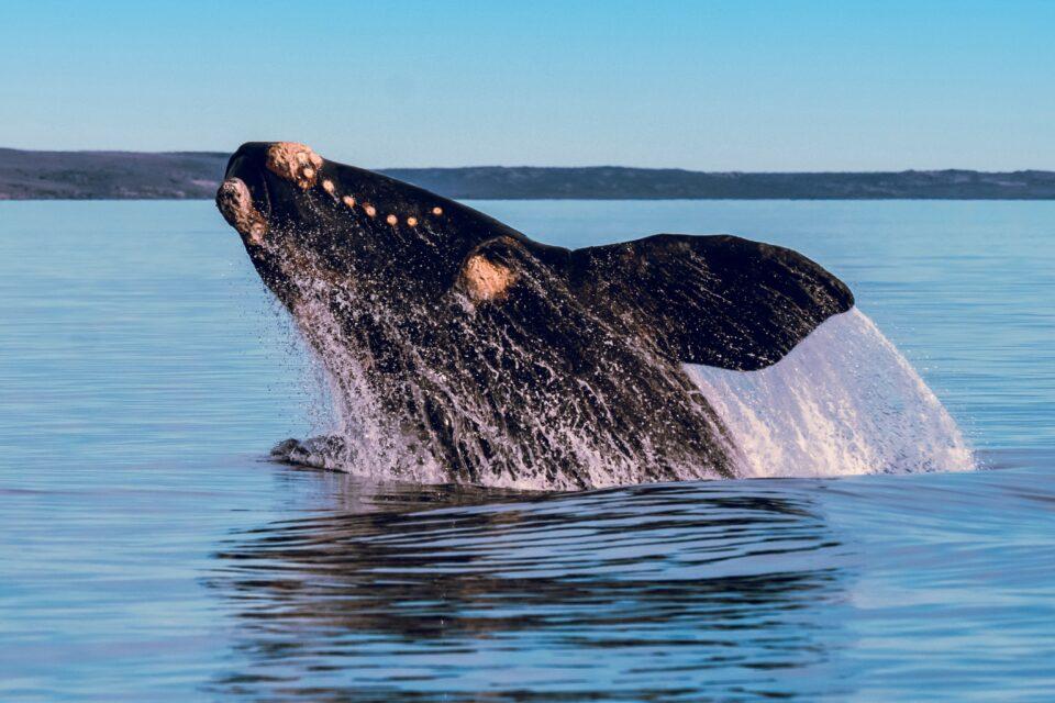Seafood Watch may “red list” fisheries to protect right whales