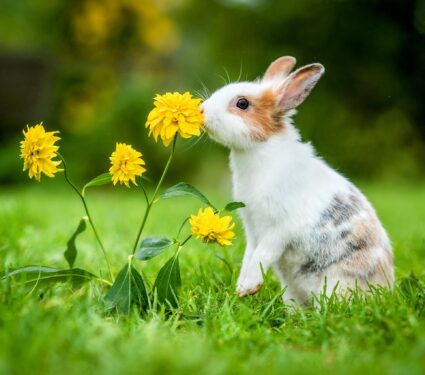 2022/02/Small-pets.jpg