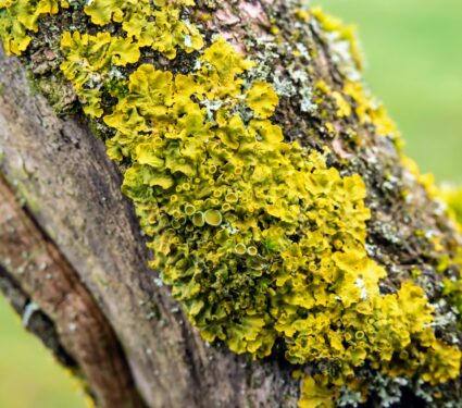 Lichens.jpg