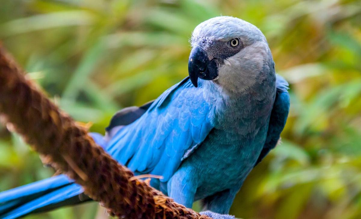 Species suffer a second extinction when society forgets about them