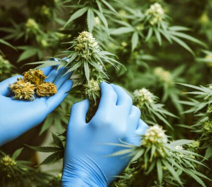 Cannabis-emissions.jpg